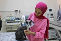 Bir Sene Içinde 6 Ameliyat Geçiren 'Duman', Ampute Edilerek Yasamini Sürdürüyor