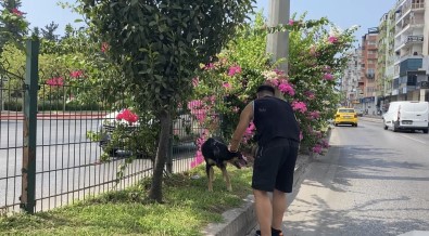 Kara Yoluna Çikan Köpek Trafigi Birbirine Katti, Sürücüleri Pesinden Kosturdu