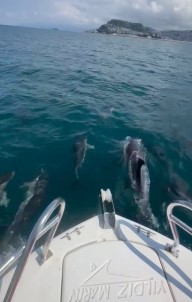 Yunuslar Giresun'da Tekneyle Böyle Yaristi