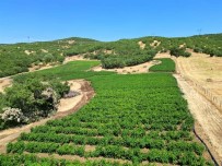 Bingöl'de 600 Dekar Atil Tarim Arazisi Üretime Kazandirildi