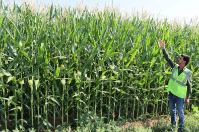 Büyüksehir, Misir'da Istenilen Kaliteye Ulasti