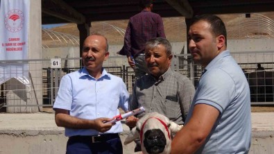Çankiri'da Üreticilere 110 Adet Koç Dagitildi