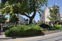 Dali Enerji Tellerine Devrilen Agaç Budandi