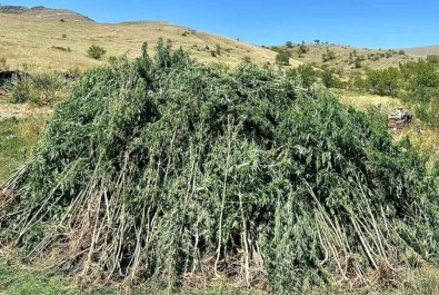 Ardahan'da 131 Bin 596 Kök Kenevir Imha Edildi