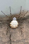 Gümüshane'de Dünyanin En Zehirli Örümcekleri Arasinda Gösterilen Bir Örümcek Türü Görüldü