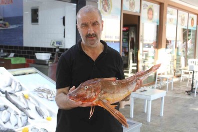 Mezgit Avlarken 5 Kilogramlik Kirlangiç Yakaladilar Açiklamasi Kilosu 500 TL