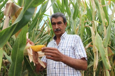 Misir Üreticisi Fiyatlarin Yeniden Gözden Geçirilmesini Istedi