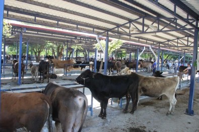 Mugla'da 7 Yilda Hayvan Sayisi Artti