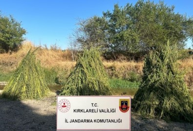 Kirklareli'nde 745 Bin Kök Kenevir Ele Geçirildi