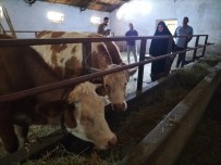 Kirsal 'Uzman Eller' Ile Kalkiniyor