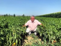 Tarlada 5 Liraya Pazarda 35 Lira