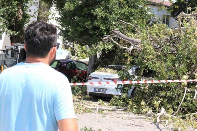 Asirlik Çinar Agacinin Kirilan Dali 5 Araçta Hasara Yol Açti