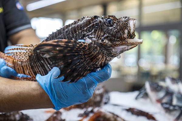 Menüde ilgi var avcılıkta yok: Kilosu 500 liradan satılıyor