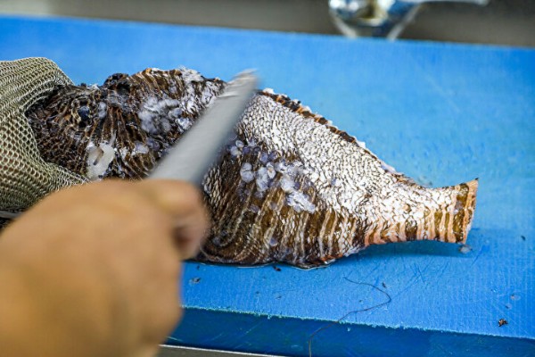 Menüde ilgi var avcılıkta yok: Kilosu 500 liradan satılıyor