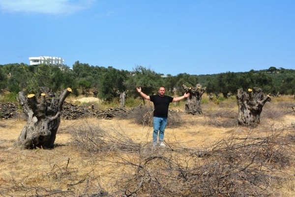 CHP'li belediyeden ağaç katliamı! Zeytin ağaçlarının yerine lüks villalar dikiliyor: Sözde çevreciler sessiz