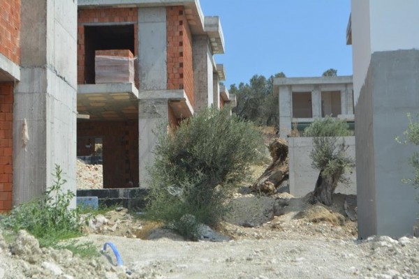 CHP'li belediyeden ağaç katliamı! Zeytin ağaçlarının yerine lüks villalar dikiliyor: Sözde çevreciler sessiz