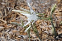 Bu Çiçegi Koparmanin Cezasi 244 Bin 315 Liradan Basliyor