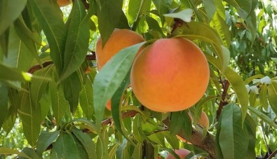 Talep Artisi Sonrasi Olusan Fiyatlar Seftali Üreticisini Memnun Etti