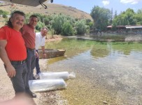 Göletlere Son Bir Haftada 1 Milyon 52 Bin Yavru Sazan Baligi Salindi