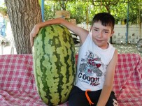 Sarigöllü Üretici Devasa Karpuz Yetistirdi