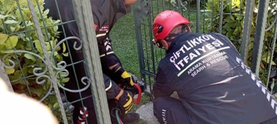Yalova'da Demir Bahçe Kapisina Sikisan Kirpi Kurtarildi