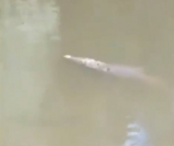 Futbolcu dev timsaha yem oldu! Nehirde yüzerken dehşeti yaşadı.