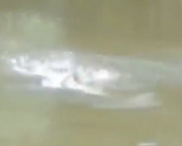 Futbolcu dev timsaha yem oldu! Nehirde yüzerken dehşeti yaşadı.