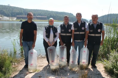 Göllere 35 Bin Yavru Balik Birakildi