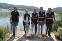 Göllere 35 Bin Yavru Balik Birakildi