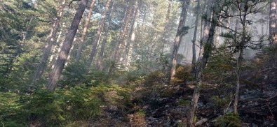 Orman Yangini 25 Dönüm Alanda Etkili Oldu