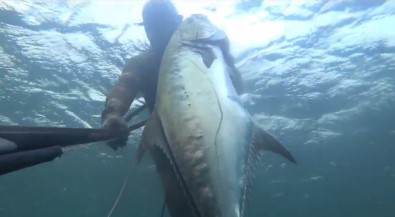 Zipkinla 30 Kiloluk Iki Tane Liça Avladilar