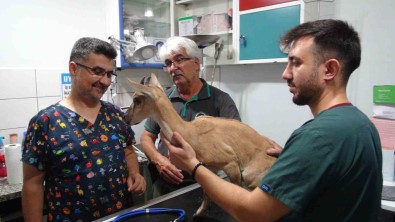Köpekler Tarafindan Saldiriya Ugrayan Ve Tedavisi Tamamlanan Yavru Dag Keçisi Dogaya Birakildi