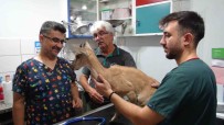 Köpekler Tarafindan Saldiriya Ugrayan Ve Tedavisi Tamamlanan Yavru Dag Keçisi Dogaya Birakildi