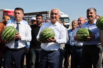 Mus'ta Karpuz Hasadindan 1 Milyar 200 Milyon Lira Gelir Bekleniyor