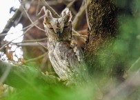 Ishak Kusu En Küçük Baykus Türü Olarak Kayitlara Geçti