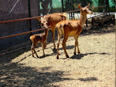 Malatya Hayvanat Bahçesini Bugüne Kadar 1 Milyon Kisi Gezdi