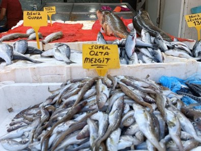 Olta Mezgitleri Tezgahlardaki Yerini Aldi