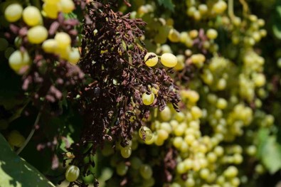 Dünyaca Ünlü Üzümü Mildiyö Vurdu, Rekolte Düstü