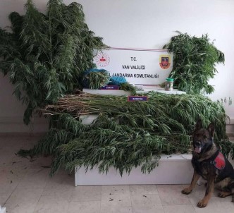 Van'da 605 Kök Hint Keneviri Ele Geçirildi