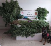 Van'da 605 Kök Hint Keneviri Ele Geçirildi