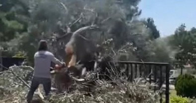 CHP’li Bornova Belediyesi’nden ağaç katliamı
