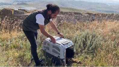 Markette Alaca Sansar Sürprizi