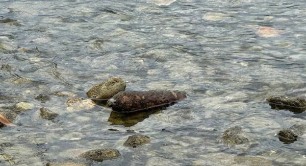 İznik Gölü'nde top mermisi bulundu