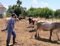 Asilama Kampanyasi Ilçelerde Devam Ediyor