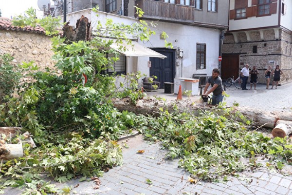 Antalya'da bir böcek 10 metrelik çınar ağacını yerle bir etti