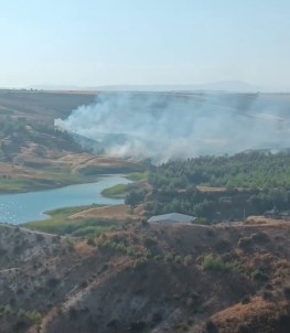 Aniz Yangini Agaçlik Alana Siçradi