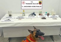 Jandarma Narkotik Köpegi 'Limon' Ilk Operasyonunda Tespit Etti Haberi
