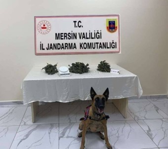 Mersin'de 510 Kök Kenevir Bitkisi Ele Geçirildi