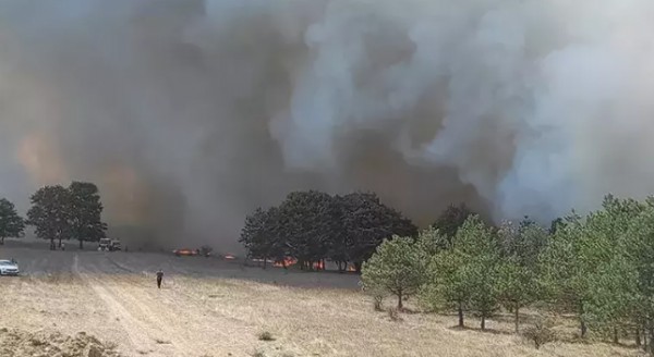 Tekirdağ'da orman yangını! Ekipler sevk edildi