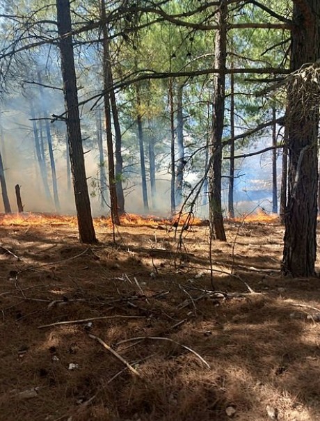 Adana'da orman yangını